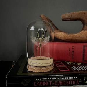 May include: A preserved insect specimen, labeled "Creobroter gemmatus," is displayed under a glass dome. The dome sits on a cork base, atop a stack of books, including one titled "Cabinet of Curiosities." A wooden sculpture and a red book are in the background.