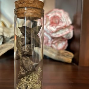 Devil’s seed pod vial | water caltrop | botanicals | curiosities | wunderkammer | curio |
