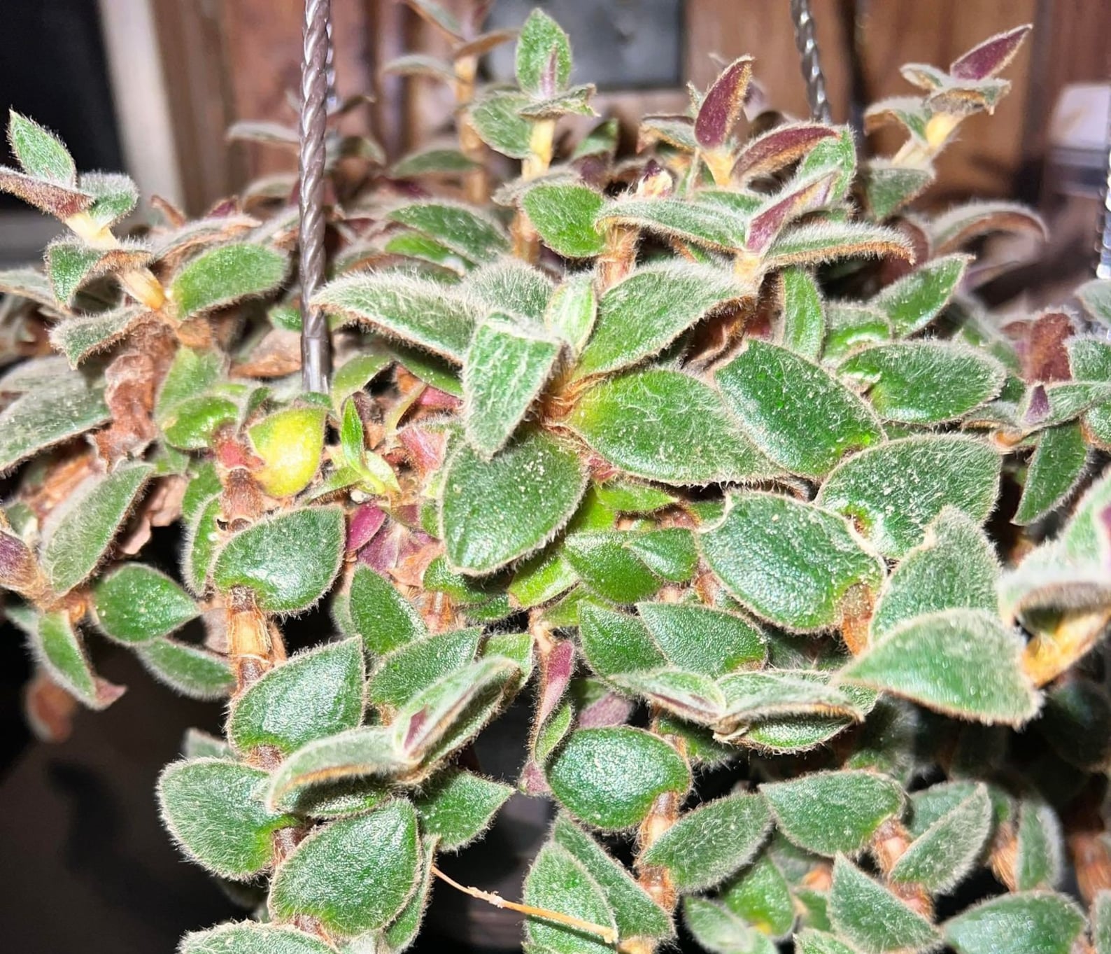 Teddy Bear Vine Care