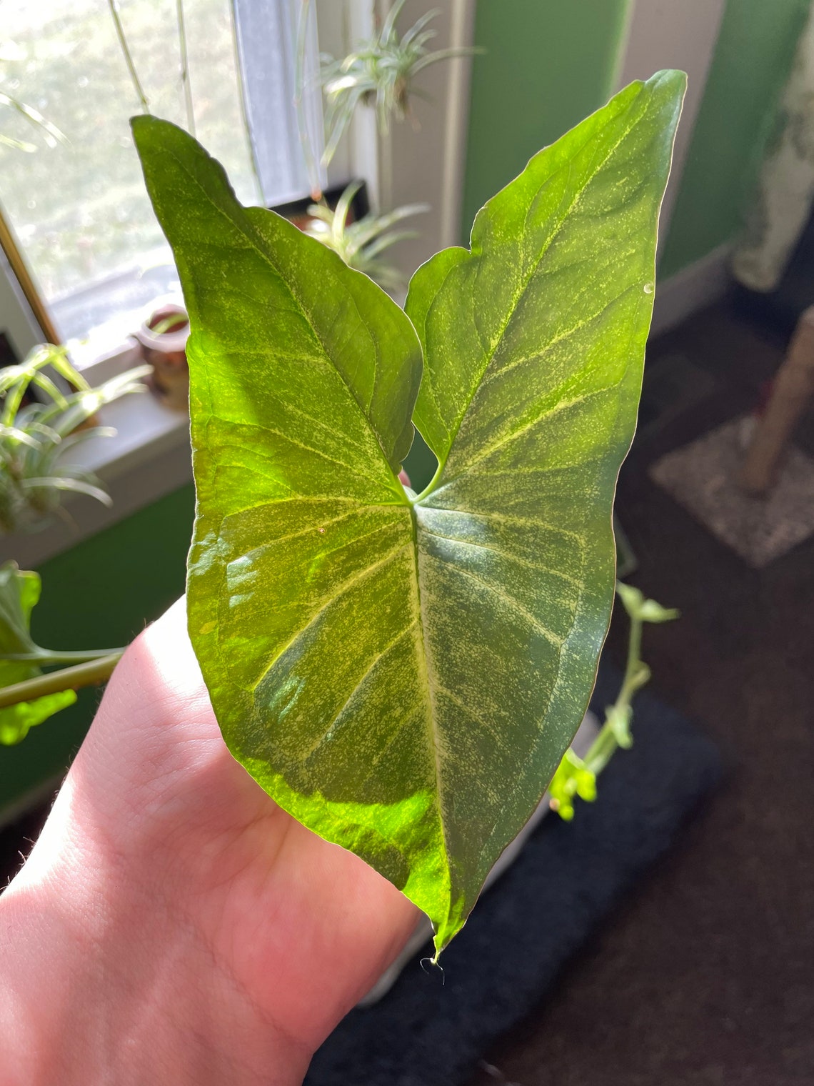 Syngonium Auritum Five Fingers Plant Cuttings Etsy Syngonium auritum five fingers plant cuttings etsy