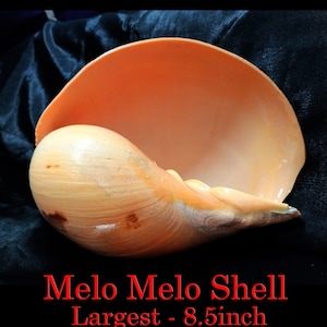 Puede incluir: Una gran concha Melo Melo de color naranja claro con una superficie lisa y brillante. La concha mide 21,59 cm de largo y tiene una forma distintiva. El texto "Melo Melo Shell" se muestra en rojo.