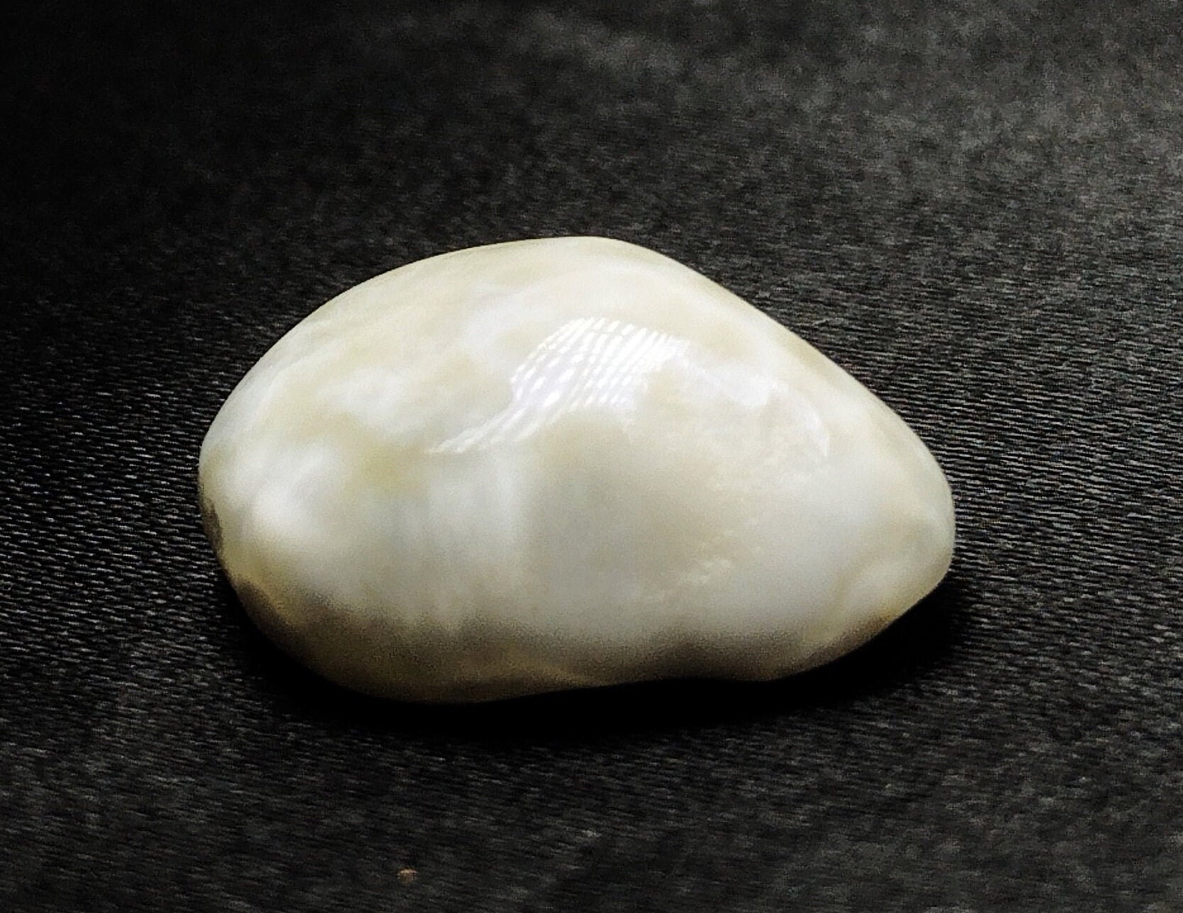 Natural Scallop Pearl- Non Nacreous - 12.5ct - Etsy Canada