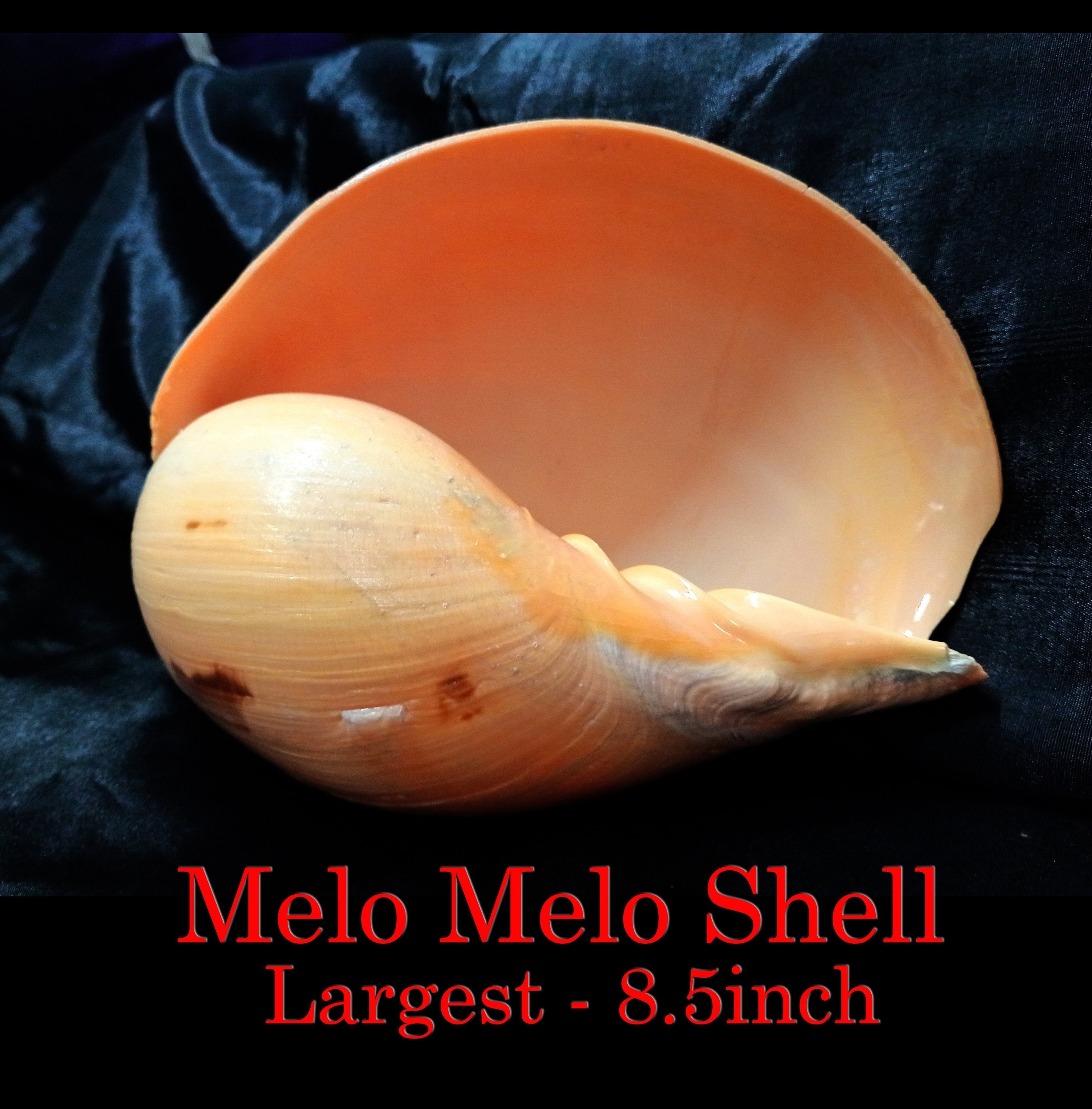 Rare Melo Melo Shell - Largest 8.5 Inches - Etsy