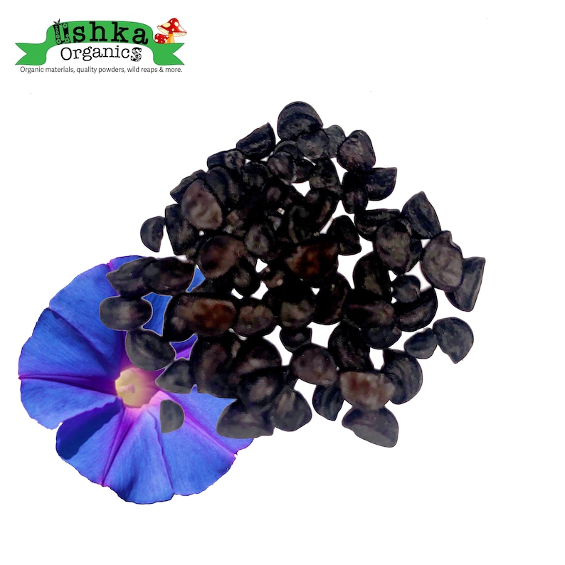 May include: A pile of dark brown seeds, likely for planting, with a blue morning glory flower in the foreground. The flower has a white centre and purple veins.