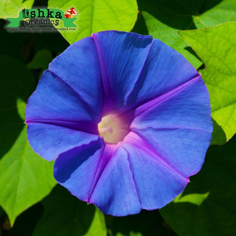 May include: A vibrant blue morning glory flower with a purple centre, blooming against a backdrop of green leaves.