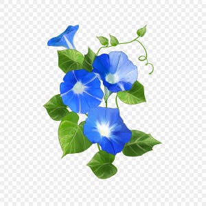 May include: A cluster of blue morning glory flowers with white centres, blooming on a vine with green leaves.