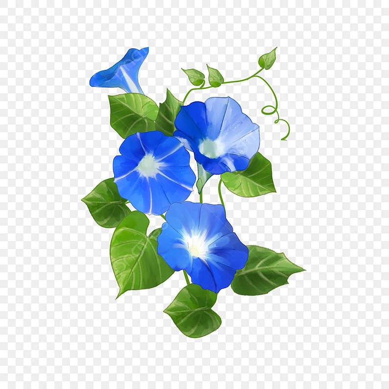 May include: A cluster of blue morning glory flowers with white centres, blooming on a vine with green leaves.