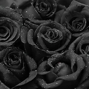 Black rose