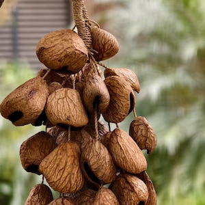 May include: A close-up of a cluster of brown, textured, gourd-like objects hanging from a woven rope. The gourds have a natural, organic appearance with a rough, patterned surface. The background is blurred, with hints of green foliage.