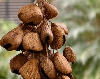 Sonajero de cáscara de fruta hecho a mano, sonajero de cáscara de nuez natural, sonido para meditación, concierto, concha Pangi, regalo para amigos, terapeuta, terapia de sonido, yoga