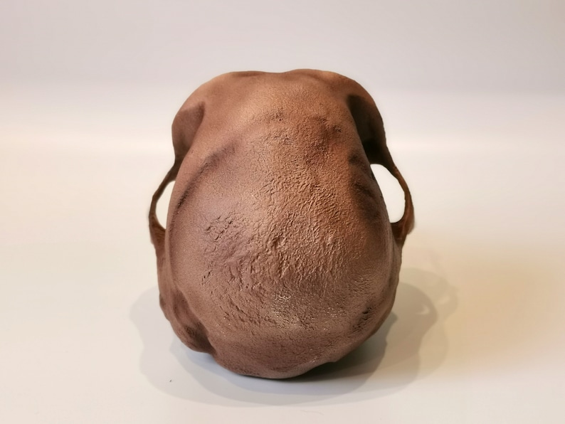 Homo Habilis Skull With Jaw Replica Fullsize Reconstruction Etsy