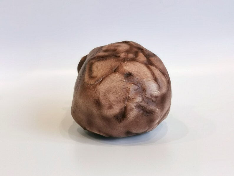 Homo Habilis OH 24 twiggy Skull Replica Etsy