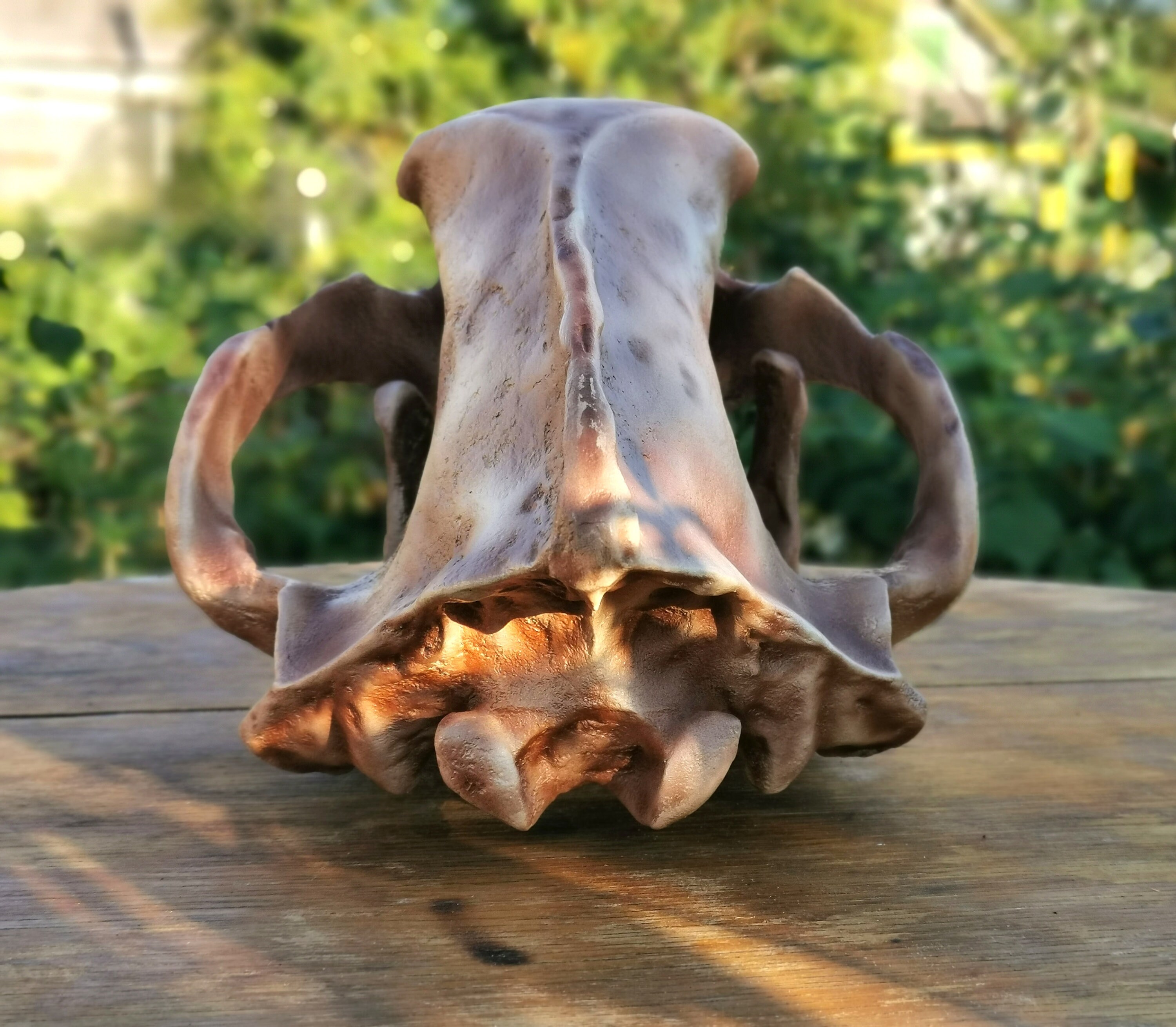 Cave Bear Skull Replica of a Lifesize Zoology Cranium Etsy