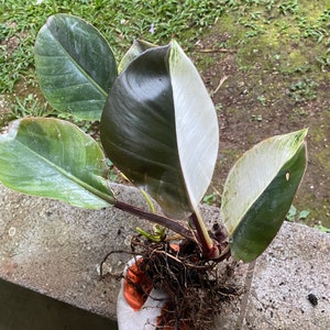 Rare Variegated Philodendron Birkin Sport (Half moon)