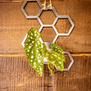 Honeycomb Propagation Station | Wall Hanging Plant Station | BOHO | Plant Gift | Glass Propagation Station | Plant Lover