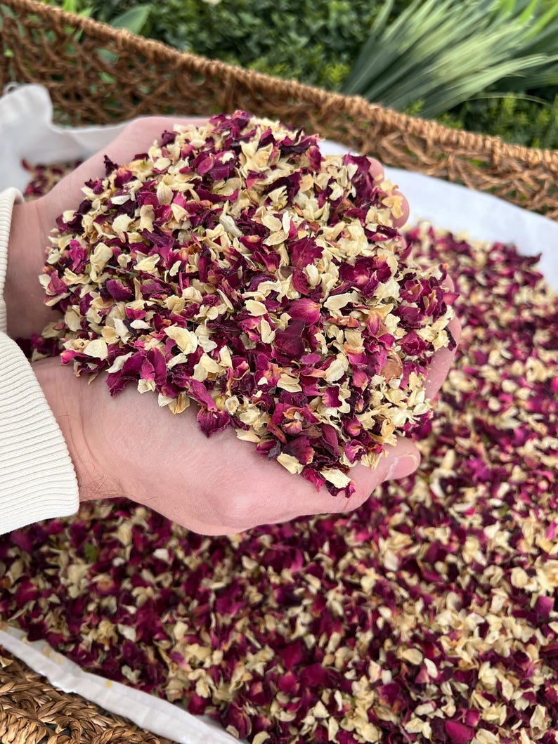 May include: A close-up of a handful of dried rose petals. The petals are a mix of burgundy and cream colors. The petals are held in cupped hands, with more petals scattered in the background.