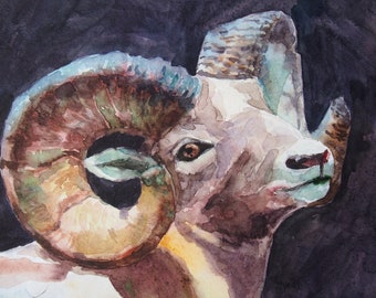 Ram, Mountain Sheep, Original Watercolor Painting