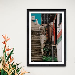 Manifesto fotografico del cane e delle scale colorate di Medellín | Murale stampato | Decorazione murale Colombia Sud America | Idea regalo per parete con tema viaggi