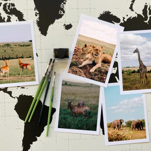 Safari postcards set of 5 with colorful photographs | Masai Mara lions giraffes | Africa, Kenya, street photography, travel, vacation | Greeting cards