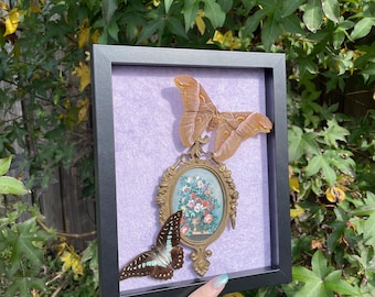 Framed Silk Moth & Butterfly Shadowbox: Gothic Insect Wall Art