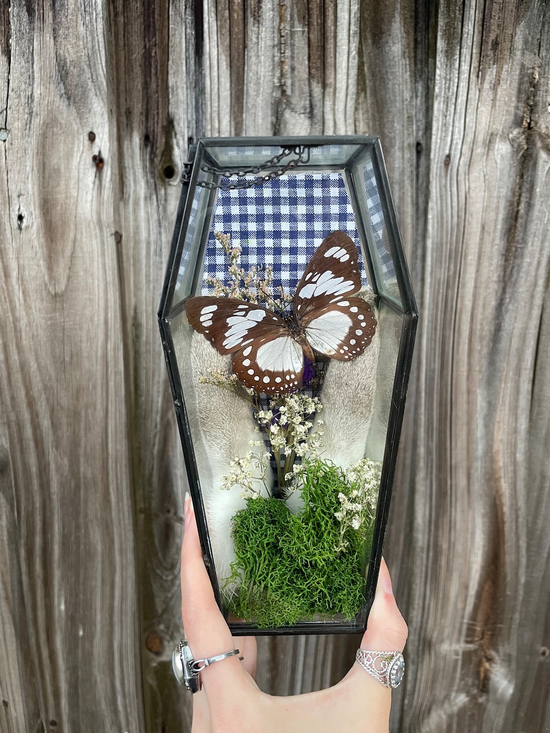 Forest Queen Glass Coffin Display Terrarium - Home Decor, Entomology ...