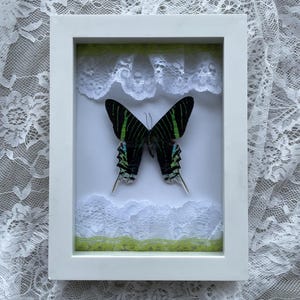 May include: A framed butterfly specimen with green and black wings. The butterfly is mounted on a white background with white lace trim around the edges.