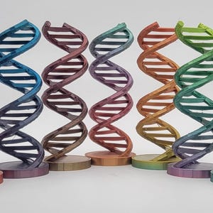 May include: Seven colorful 3D printed DNA models, each with a different color gradient, arranged in a row on a white surface.