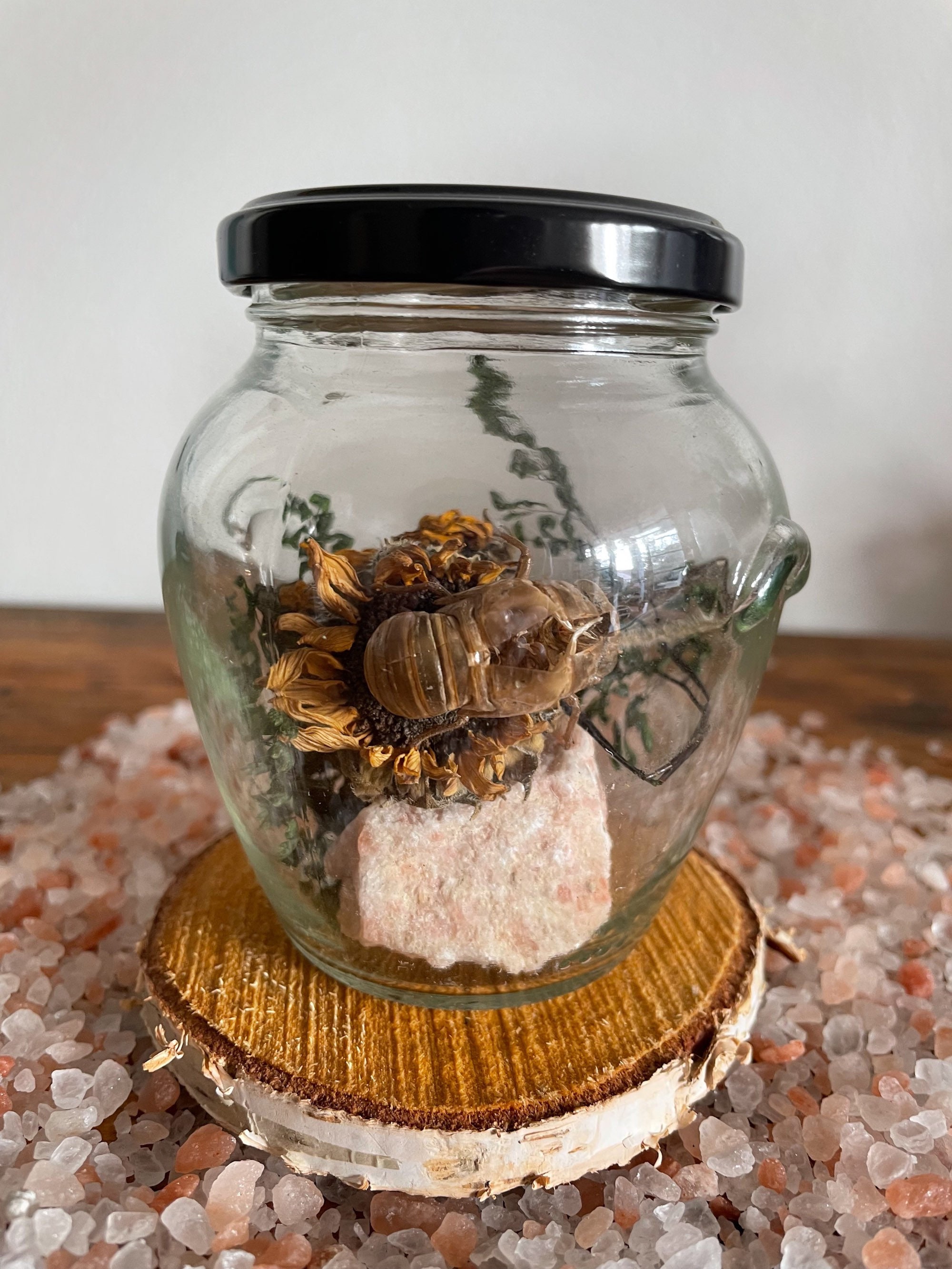 Curiosité Du Renouveau de La Fécondité