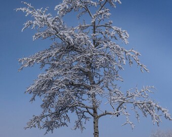 Winter Aspen Tree Print, Grand Tetons Wyoming, Landscape Photography