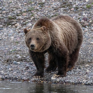 Famous 399 Grizzly Bear in Grand Tetons, Wall Art, Animal Photography  Nature Photography Print.   Rustic.  Wildlife Photography Print