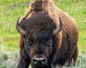 Buffalo in Yellowstone National Park. Canvas Wall Decor, Metal Prints, Glossy Paper Prints.  Wildlife, Landscape Photography.  Lone Buffalo