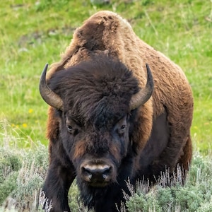 Bufalo nel Parco Nazionale di Yellowstone. Decorazioni murali su tela, stampe su metallo, stampe su carta lucida. Fauna selvatica, fotografia di paesaggio. Bufalo solitario