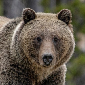 Grizzly Bear in Yellowstone National Park, Wall Hanging, Metal Print, Bears in the Wild, Wyoming, Grand Tetons, Wall Art, Wildlife, Photo