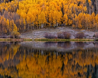 Vibrant Fall Foliage in an Aspen Grove print Wall Decor, Photography Prints Nature, Photographs on Metal Wall Art Canvas, Colorado  Bedroom