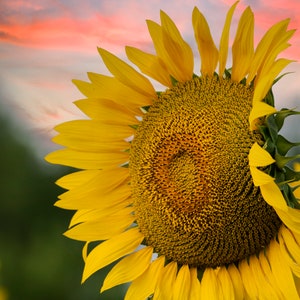 Sunflower Photography Prints Nature, Sunflower Photograph on Metal, Sunflower Wall Art Canvas, Sunset Photo Canvas, Sunflower Décor Bedroom