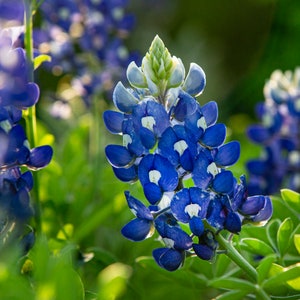 BlueBonnet Wild Flowers in Texas.  Landscape Canvas, Decor for your home, Wall Hangings