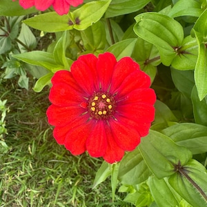 Zinnia Seeds