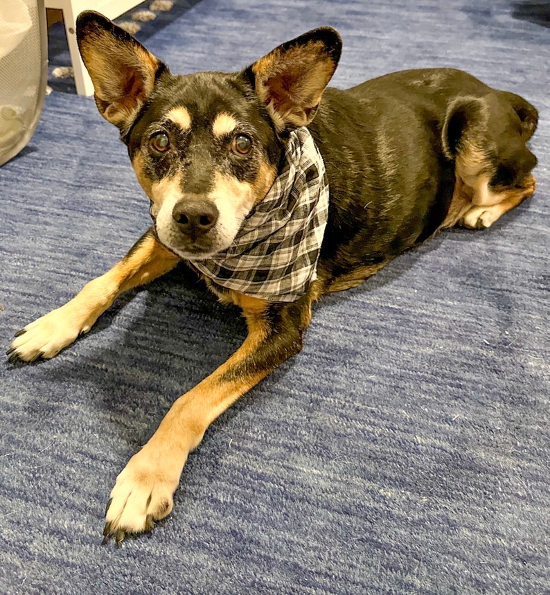 Black and White Dog Christmas Present Dog Bandana Stocking Etsy
