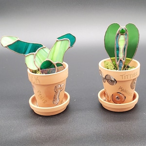 V Gina Plant