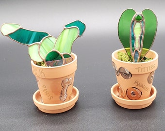V Gina Plant