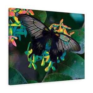 Butterfly Wall Art, Butterfly Canvas Wall Art, Butterfly Art, Butterfly Print, Butterfly Poster, Butterfly Lover Gift, Mothers Day Gift