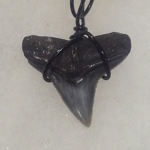 Shop Shark Tooth Necklace - Etsy