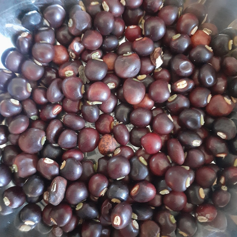 Pigeon Pea Zone 9 & Higher Grow Your Own Food Multiple Varieties Dry