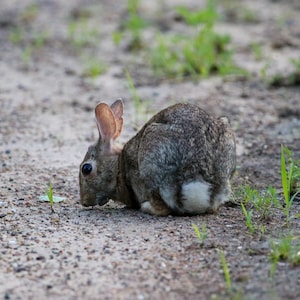 Fluffy Bunbun Digital Download