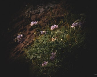 Flowers on a stump