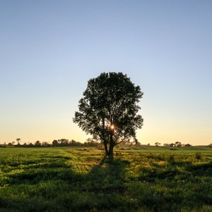 Tree Digital Download