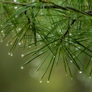 Pine Tree Digital Download