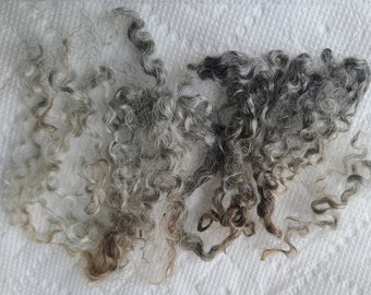Gotland Lamb fleece scoured silver locks