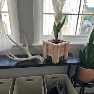 Indoor Plant, Gift for Mom