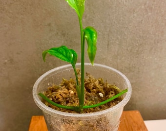 Monstera Obliqua Cf Pangui - Etsy
